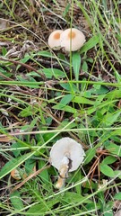 Lepiota oreadiformis