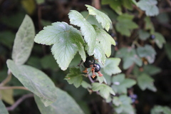 Ribes ciliatum