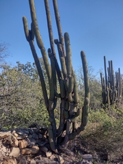 Trichocereus chiloensis
