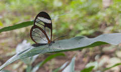 Pteronymia cotytto cotytto
