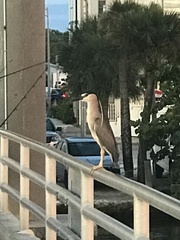 Nycticorax nycticorax image