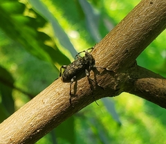 Aegomorphus quadrigibbus