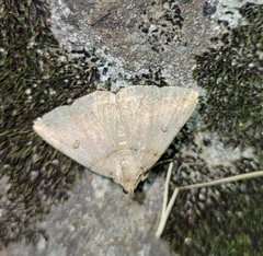 Zanclognatha laevigata