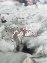 Plexippoides flavescens