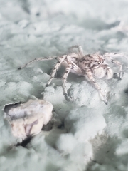 Plexippoides flavescens