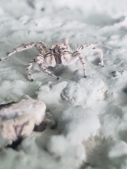 Plexippoides flavescens