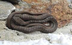 Mastigodryas boddaerti ruthveni