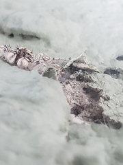 Plexippoides flavescens