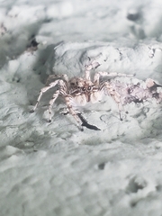 Plexippoides flavescens