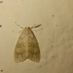 Barsura nubifascia