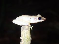 Chalcorana parvaccola