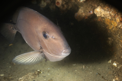 Prionurus microlepidotus