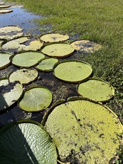 Victoria amazonica