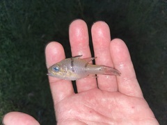 Pristicon rhodopterus