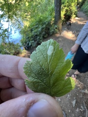 Phyllonorycter holodisci