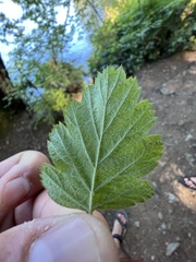 Phyllonorycter holodisci
