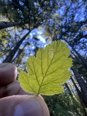 Phyllonorycter holodisci