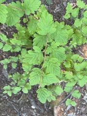 Phyllonorycter holodisci