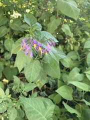 Solanum dulcamara