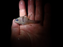 Pristicon rhodopterus