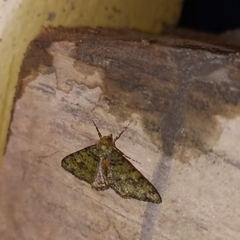 Myrioblephara duplexa