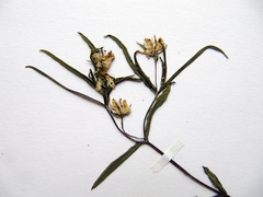 Pseudostellaria rigida