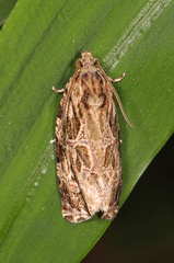 Phaecasiophora confixana