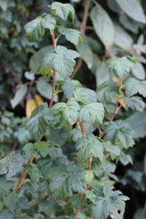 Ribes ciliatum