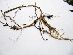 Pseudostellaria rigida