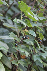 Ribes ciliatum