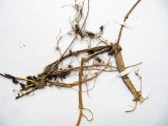 Pseudostellaria rigida