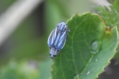 Commellus