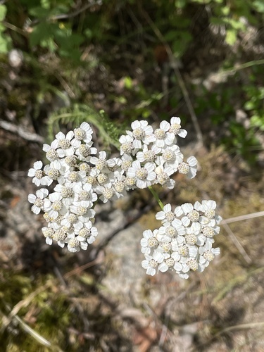 Yarrow