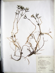 Pseudostellaria rigida