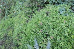 Sedum praealtum