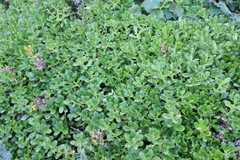 Sedum praealtum