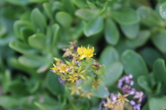 Sedum praealtum