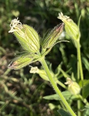 Silene latifolia