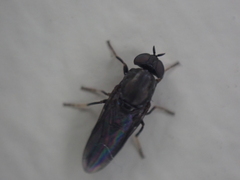 Scenopinus fenestralis