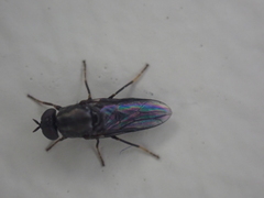 Scenopinus fenestralis