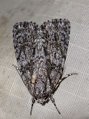 Acronicta hamamelis