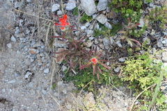 Castilleja scorzonerifolia