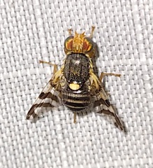 Rhagoletis cingulata