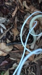 Ophisaurus ventralis image