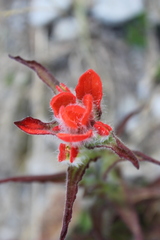Castilleja scorzonerifolia