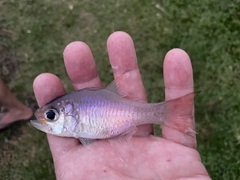 Taeniamia macroptera