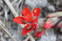 Castilleja scorzonerifolia