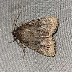 Amphipyra glabella