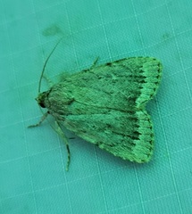 Amphipyra glabella