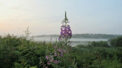 Chamaenerion angustifolium